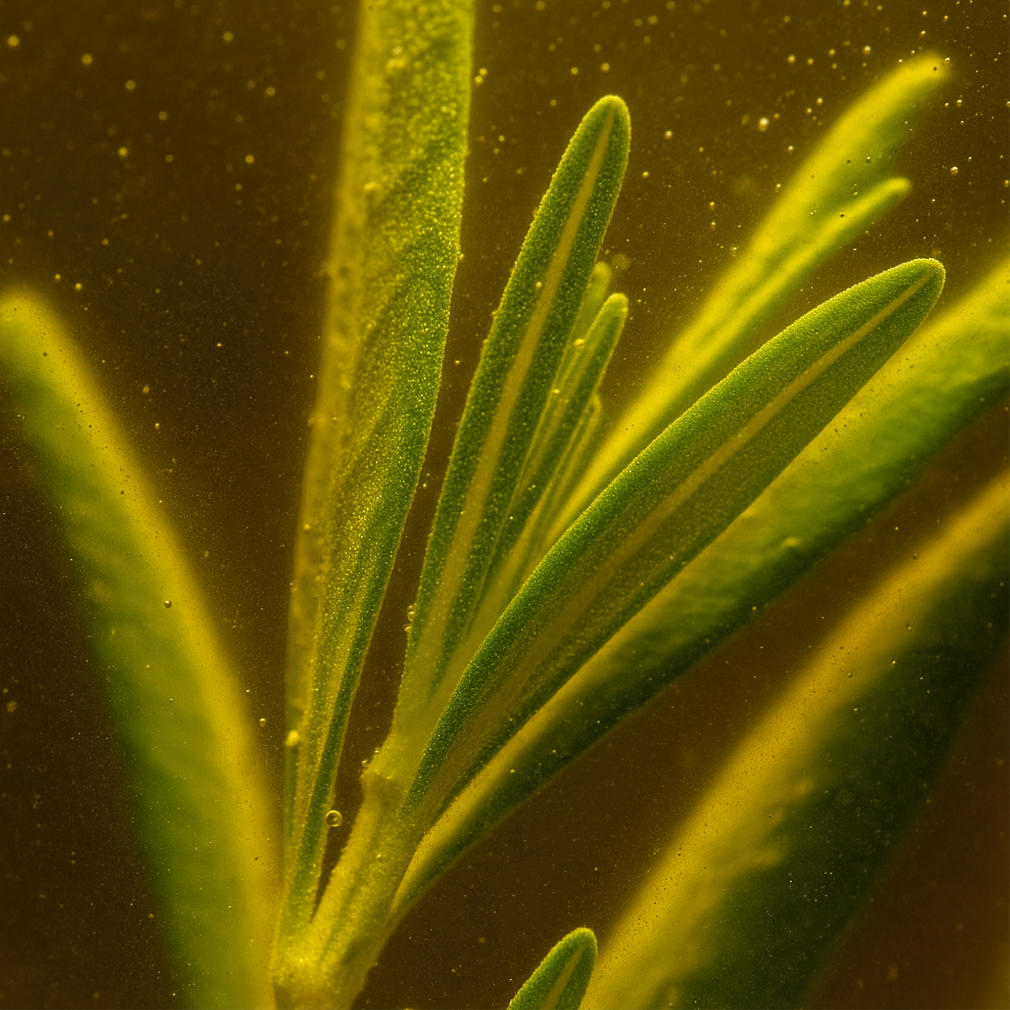Close-up of green leaves with a dark background