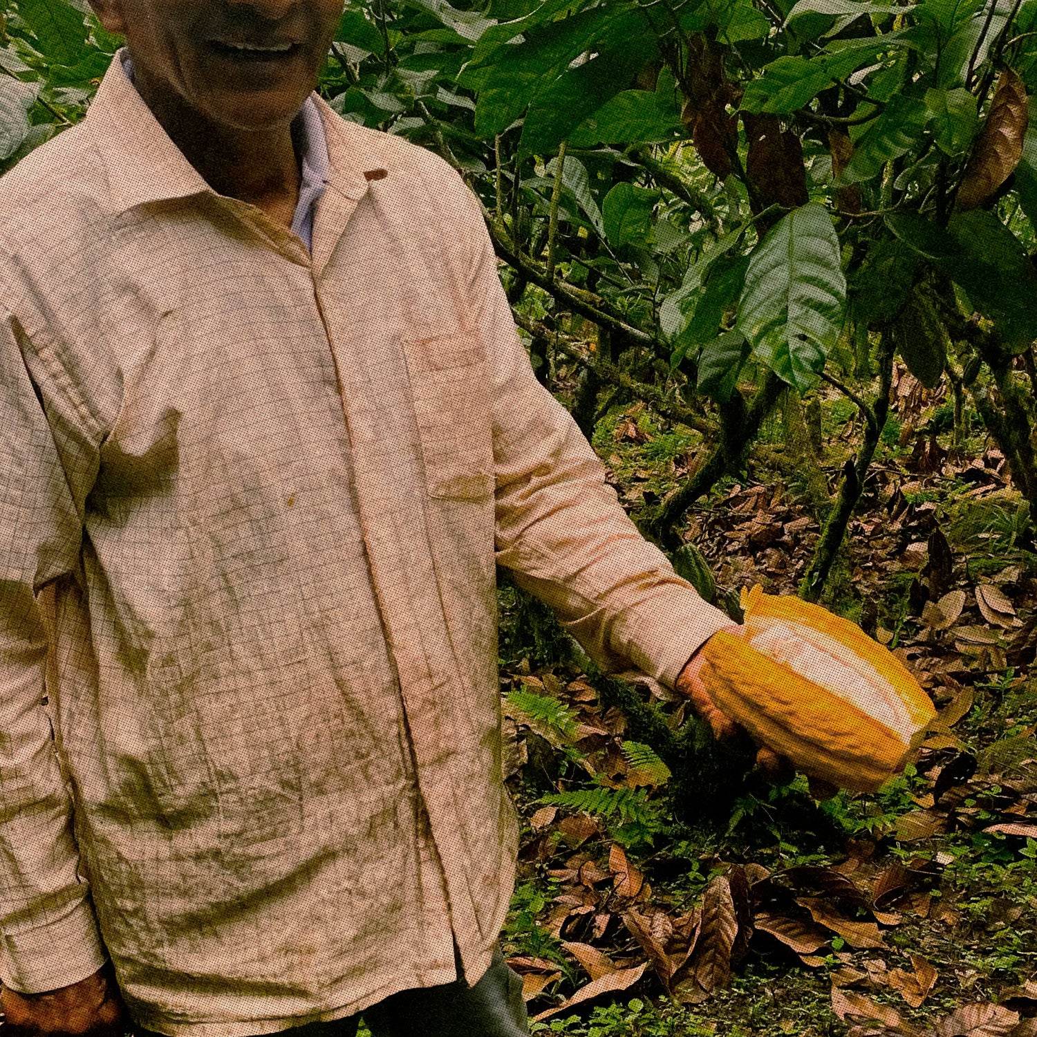 Explore Ecuador Cacao